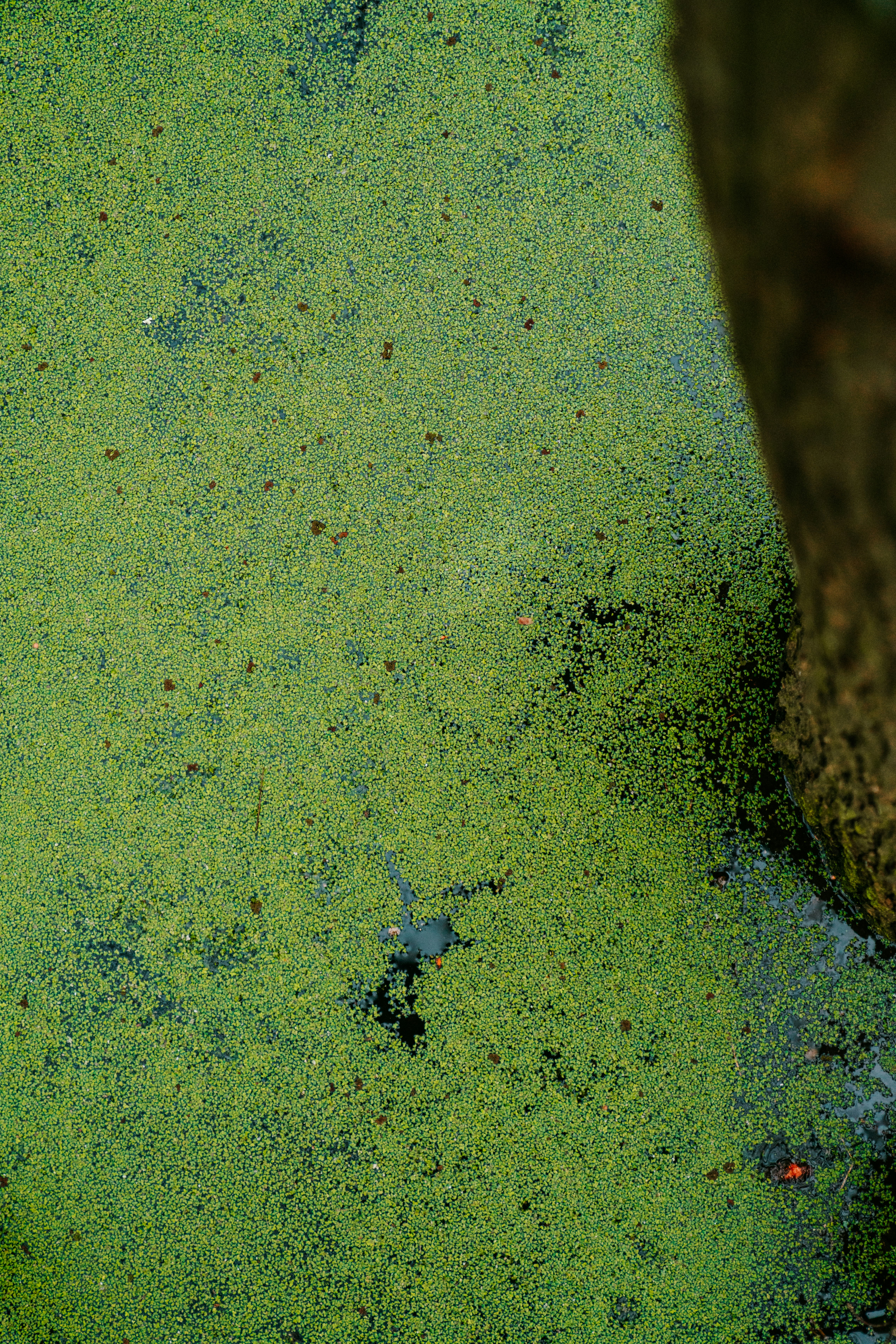 green moss on brown tree trunk